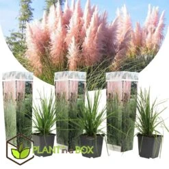 Cortaderia Selloana - Set De 3 - La Pampa - Rose - Pot 9cm - Hauteur 25-40cm -Magasin De Graines De Plantes 6426d369ed3477.62160885