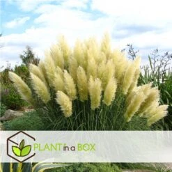 Cortaderia Selloana - Set De 3 - La Pampa - Blanc - Pot 9cm - Hauteur 25-40cm 7 Cortaderia Selloana - Set De 3 - La Pampa - Blanc - Pot 9cm - Hauteur 25-40cm -Magasin De Graines De Plantes 6426d36bc2a668.31887290