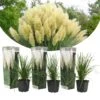 Cortaderia Selloana - Set De 3 - La Pampa - Blanc - Pot 9cm - Hauteur 25-40cm