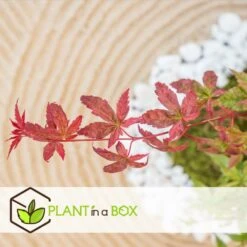 Acer Palmatum 'beni Maiko' - érable Du Japon - Pot 19cm - Hauteur 60-70cm -Magasin De Graines De Plantes 6426d375c7d192.60013909