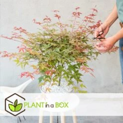 Acer Palmatum 'beni Maiko' - érable Du Japon - Pot 19cm - Hauteur 60-70cm -Magasin De Graines De Plantes 6426d375d1a313.38780890