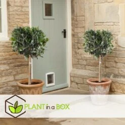 Olea Europaea - Set De 2 - D'olivier Dans Un Panier - Pot 14cm - Hauteur 45-55cm 6 Olea Europaea - Set De 2 - D'olivier Dans Un Panier - Pot 14cm - Hauteur 45-55cm -Magasin De Graines De Plantes 6426d381a6a7a4.38830444