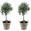 Olea Europaea - Set De 2 - D'olivier Dans Un Panier - Pot 14cm - Hauteur 45-55cm