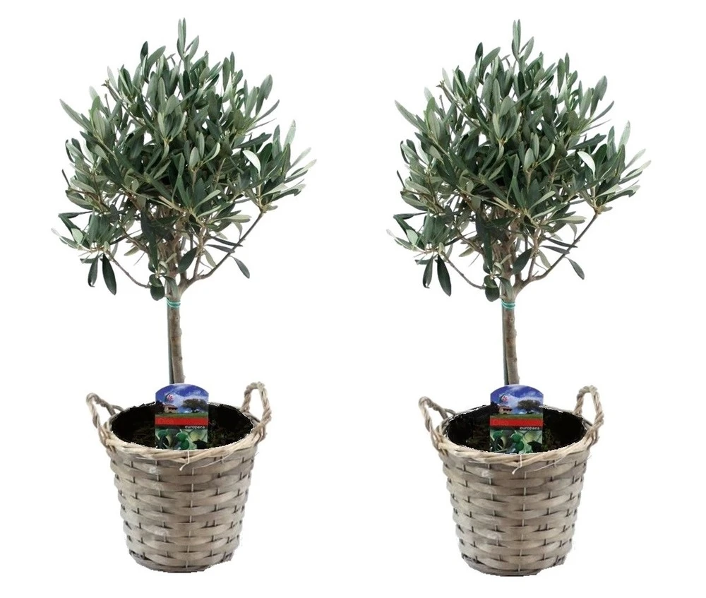 Olea Europaea - Set De 2 - D'olivier Dans Un Panier - Pot 14cm - Hauteur 45-55cm 1 Olea Europaea - Set De 2 - D'olivier Dans Un Panier - Pot 14cm - Hauteur 45-55cm