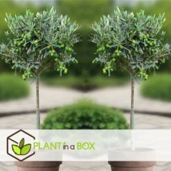 Olea Europaea - Set De 2 - D'olivier Dans Un Panier - Pot 14cm - Hauteur 45-55cm 7 Olea Europaea - Set De 2 - D'olivier Dans Un Panier - Pot 14cm - Hauteur 45-55cm -Magasin De Graines De Plantes 6426d381b49471.23857350