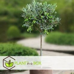 Olea Europaea - Olivier Sur Tige - Set De 2 - Pot 19cm - Hauteur 80-90cm -Magasin De Graines De Plantes 6426d3825e57d0.88982353