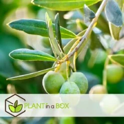 Olea Europaea - Olivier Sur Tige - Set De 2 - Pot 19cm - Hauteur 80-90cm -Magasin De Graines De Plantes 6426d38261e215.89894819