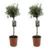 Olea Europaea - Olivier Sur Tige - Set De 2 - Pot 19cm - Hauteur 80-90cm