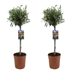 Olea Europaea - Olivier Sur Tige - Set De 2 - Pot 19cm - Hauteur 80-90cm
