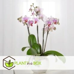 Phalaenopsis Multiflora - Orchidée Rose - Pot 12cm - Hauteur 35-45cm -Magasin De Graines De Plantes 6426d60b6b23d5.44197038
