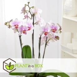 Phalaenopsis Multiflora - Orchidée Rose - Pot 12cm - Hauteur 35-45cm -Magasin De Graines De Plantes 6426d60b77b9a2.00287060