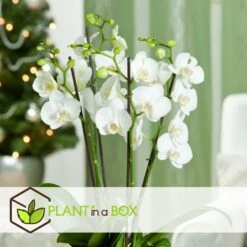 Phalaenopsis Multiflora - Orchidée Blanc - Pot 12cm - Hauteur 35-45cm 6 Phalaenopsis Multiflora - Orchidée Blanc - Pot 12cm - Hauteur 35-45cm -Magasin De Graines De Plantes 6426d60c268081.57320546