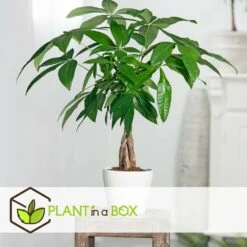 Pachira Aquatica - "money Tree" - Pot 17cm - Hauteur 60-70cm 6 Pachira Aquatica - "money Tree" - Pot 17cm - Hauteur 60-70cm -Magasin De Graines De Plantes 6426d611237ef6.77771513
