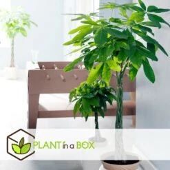 Pachira Aquatica - "money Tree" - Pot 17cm - Hauteur 60-70cm 7 Pachira Aquatica - "money Tree" - Pot 17cm - Hauteur 60-70cm -Magasin De Graines De Plantes 6426d61134eda5.40007499