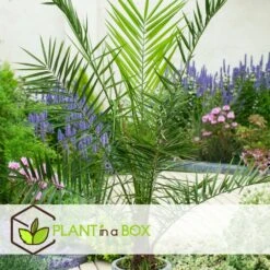 Phoenix Canariensis - Palmier Dattier - Pot 19cm - Hauteur 80-100cm -Magasin De Graines De Plantes 6426d611c285a5.96605163