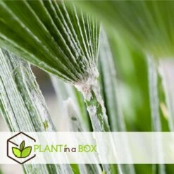 Chamaerops Humilis - Set De 2 - Palmier - Pot 15cm - Hauteur 50-60cm -Magasin De Graines De Plantes 6426d61279d5a9.65125664