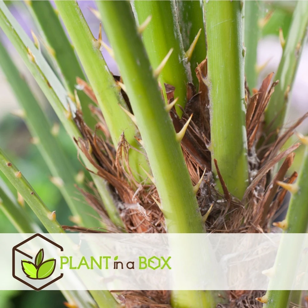 Chamaerops Humilis - Palmier Nain Européen - Pot 15cm - Hauteur 50-60cm 2 Chamaerops Humilis - Palmier Nain Européen - Pot 15cm - Hauteur 50-60cm – Image 2