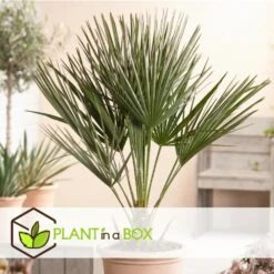 Chamaerops Humilis - Palmier Nain Européen - Pot 15cm - Hauteur 50-60cm 6 Chamaerops Humilis - Palmier Nain Européen - Pot 15cm - Hauteur 50-60cm -Magasin De Graines De Plantes 6426d614684af9.65579280