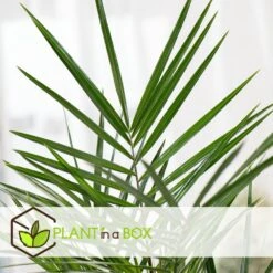 Phoenix Canariensis - Set De 4 - Palmier Dattier - Pot 15cm - Hauteur 50-60cm -Magasin De Graines De Plantes 6426d614f24c14.99302347