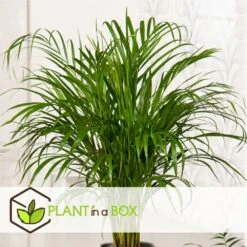 Dypsis Lutescens - Areca Gold Palm - Pot 17cm - Hauteur 60-70cm -Magasin De Graines De Plantes 6426d615bae732.49769553