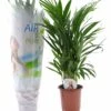 Dypsis Lutescens - Areca Gold Palm - Pot 17cm - Hauteur 60-70cm