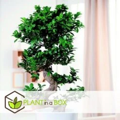 Ficus Ginseng S-shape - Japonaise Bonsai - Pot 20cm - Hauteur 55-65cm -Magasin De Graines De Plantes 6426d635491757.30711161