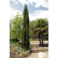 Cupressus Sempervirens Stricta : H. 250/300 Cm -Magasin De Graines De Plantes 64282 001