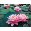 Nymphaea 'pink Sunrise'
