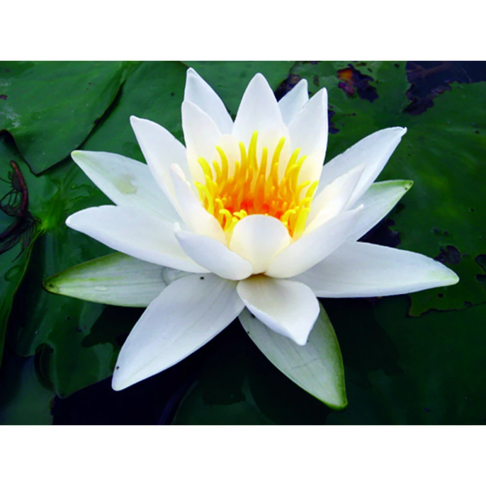Nymphaea 'alba Delicata' 1 Nymphaea 'alba Delicata'