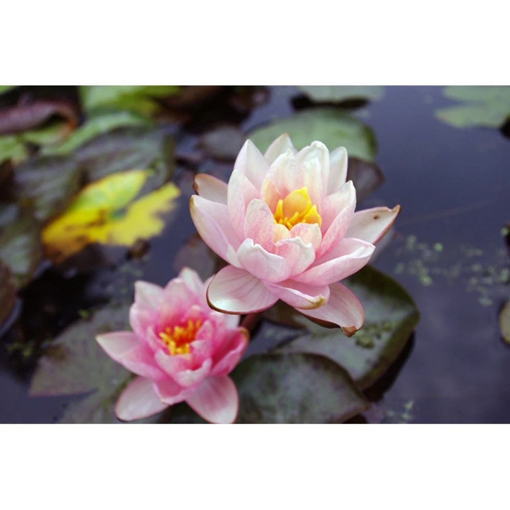 Nymphaea 'berit Stawn' 1 Nymphaea 'berit Stawn'