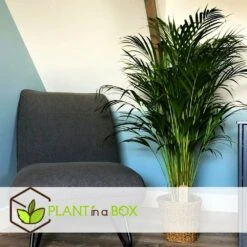 Set De 2 Palmiers Areca - Pot ⌀21cm - H.100-120cm - Plante D'interieur 6 Set De 2 Palmiers Areca - Pot ⌀21cm - H.100-120cm - Plante D'interieur -Magasin De Graines De Plantes 642f28bc30c2b3.07936991