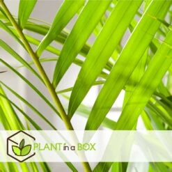 Set De 2 Palmiers Areca - Pot ⌀21cm - H.100-120cm - Plante D'interieur 7 Set De 2 Palmiers Areca - Pot ⌀21cm - H.100-120cm - Plante D'interieur -Magasin De Graines De Plantes 642f28bc361585.78778402