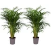 Set De 2 Palmiers Areca - Pot ⌀21cm - H.100-120cm - Plante D'interieur