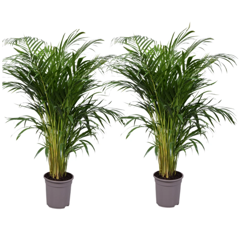 Set De 2 Palmiers Areca - Pot ⌀21cm - H.100-120cm - Plante D'interieur 1 Set De 2 Palmiers Areca - Pot ⌀21cm - H.100-120cm - Plante D'interieur