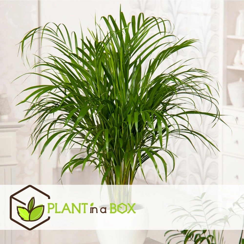 Set De 2 Palmiers Areca - Pot ⌀21cm - H.100-120cm - Plante D'interieur 2 Set De 2 Palmiers Areca - Pot ⌀21cm - H.100-120cm - Plante D'interieur – Image 2
