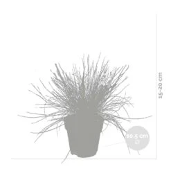 3x Festuca Glauca 'eisvogel' - Fétuque Bleue - Rustique - ⌀10.5 Cm - ↕15-20 Cm -Magasin De Graines De Plantes 64305ddf5d40b7.11239263