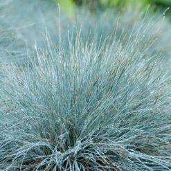3x Festuca Glauca 'eisvogel' - Fétuque Bleue - Rustique - ⌀10.5 Cm - ↕15-20 Cm -Magasin De Graines De Plantes 64305ddf741ec3.51952247