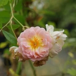 Rosier Ancien 'ghislaine De Féligonde' - Rosa 3l -Magasin De Graines De Plantes 644283dd889904.04327991