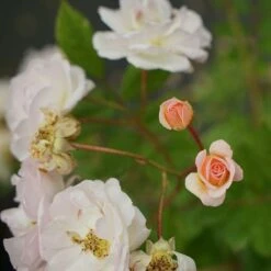 Rosier Ancien 'ghislaine De Féligonde' - Rosa 3l -Magasin De Graines De Plantes 644283dda34b50.11481764