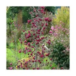 Magnolia De Chine, Magnolia De Soulange Soulangiana Genie/godet - 5/20 Cm -Magasin De Graines De Plantes 644c6230147fe4.68546921