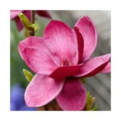 Magnolia De Chine, Magnolia De Soulange Soulangiana Genie/godet - 5/20 Cm -Magasin De Graines De Plantes 644c62301f7a42.96334449