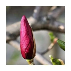 Magnolia à Fleurs De Lis Nigra/godet - 5/20 Cm 7 Magnolia à Fleurs De Lis Nigra/godet - 5/20 Cm -Magasin De Graines De Plantes 6450fef0c548d4.26703448