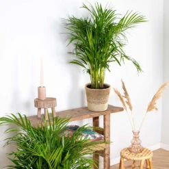 Dypsis Lutescens Incl. Panier En Jute - Gold Palm - ⌀20 Cm - ↕90-100 Cm -Magasin De Graines De Plantes 6450ff6934f1c0.48798216