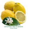 Citronnier Des 4 Saisons "citrus Limon" Tailles:pot Carré De 5 Litres, Hauteur 40/60 Cm