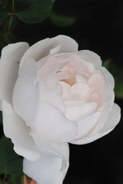 Rosier David Austin 'desdemona' ? - 5l