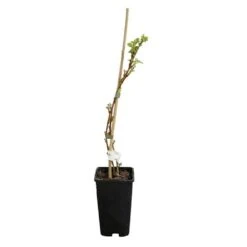 Framboisier 'heritage' - Rubus Idaeus 3l -Magasin De Graines De Plantes 6455137a8e6d74.71766285
