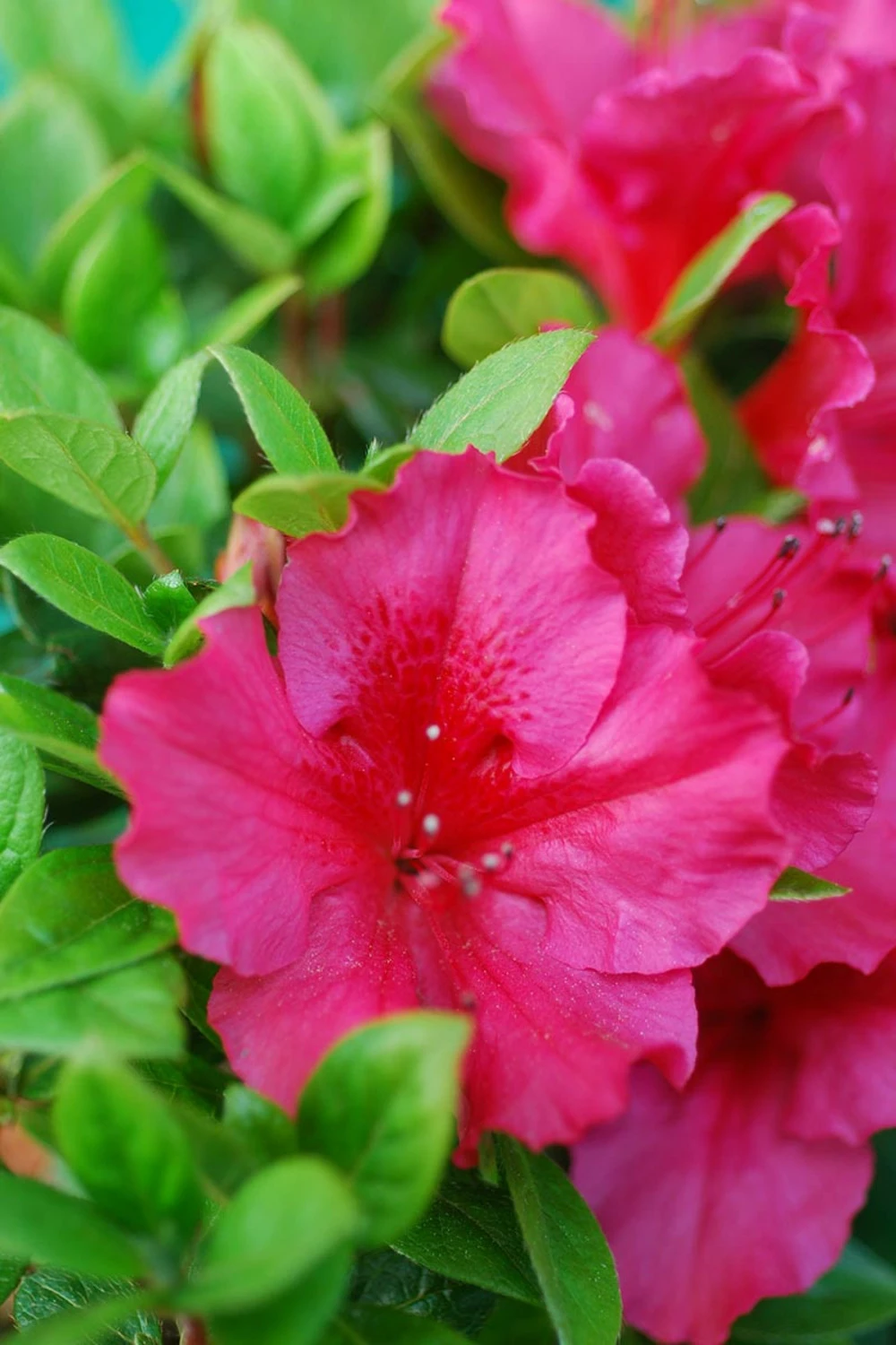 Azalée Du Japon 'florida' - 3l 1 Azalée Du Japon 'florida' - 3l