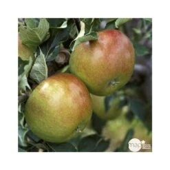 Pommier Cox Orange Pippin : Demi Tige Ctr 15 Litres -Magasin De Graines De Plantes 64580 004