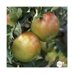 Pommier Cox Orange Pippin : Gobelet 3 Ans D'âg Ctr 12 Litres -Magasin De Graines De Plantes 64581 005