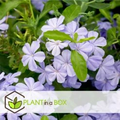 Plumbago Auriculata - Set De 6 - Grimpante Fleurie - Pot 9cm - Hauteur 25-40cm -Magasin De Graines De Plantes 64594c844e6b83.51847532